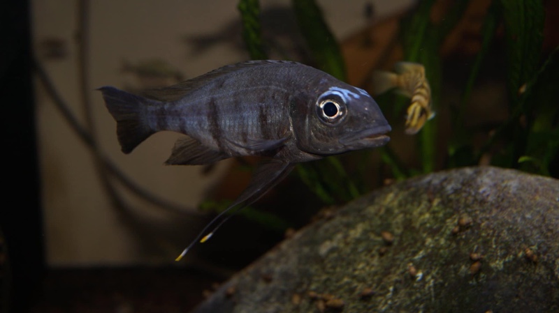 Ophthalmotilapia sp. 'whitecap' Mabilibili Bay